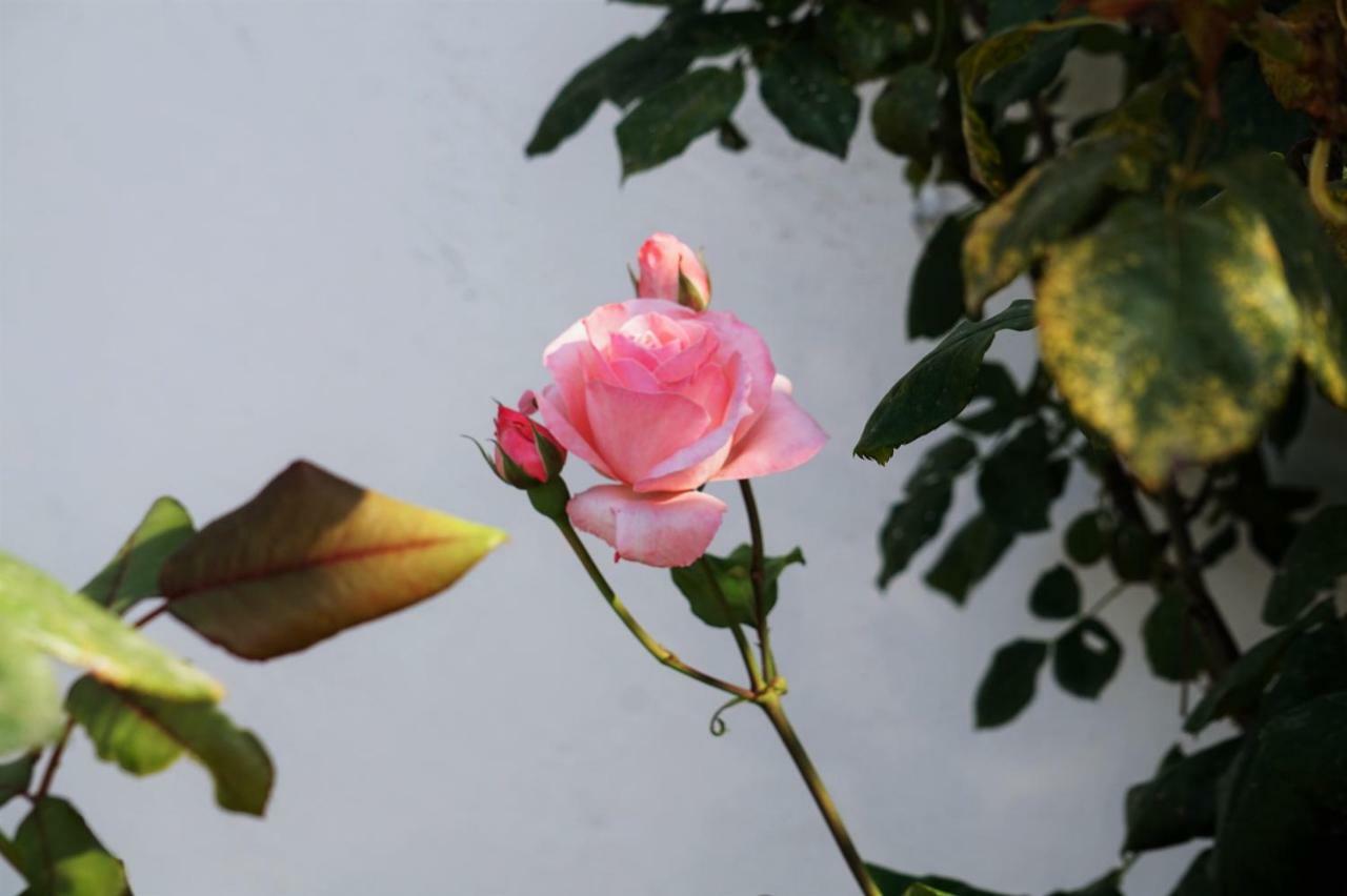 Casa Vanni Vada Bagian luar foto